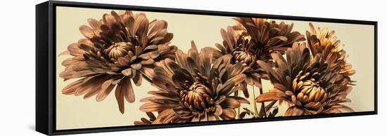 Chrysanthemums-Heidi Westum-Framed Stretched Canvas