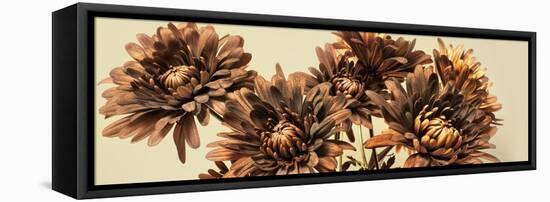 Chrysanthemums-Heidi Westum-Framed Stretched Canvas