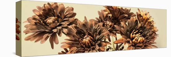 Chrysanthemums-Heidi Westum-Stretched Canvas