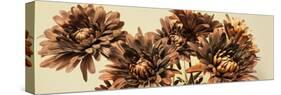 Chrysanthemums-Heidi Westum-Stretched Canvas