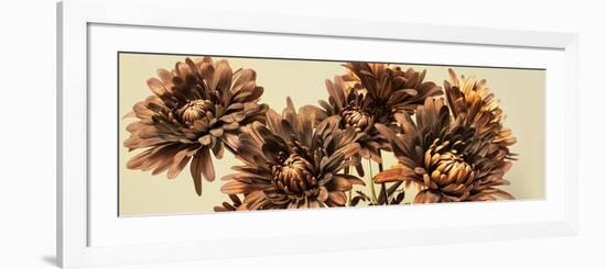 Chrysanthemums-Heidi Westum-Framed Photographic Print