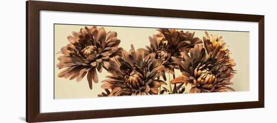 Chrysanthemums-Heidi Westum-Framed Photographic Print