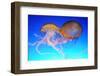 Chrysaora Fuscescens Jellyfish-LeeYiuTung-Framed Photographic Print