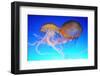 Chrysaora Fuscescens Jellyfish-LeeYiuTung-Framed Photographic Print