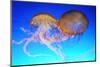 Chrysaora Fuscescens Jellyfish-LeeYiuTung-Mounted Photographic Print