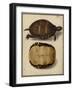 Chrysemys Picta, before 1792-Friedrich Wilhelm Wunder-Framed Giclee Print