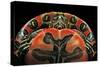 Chrysemys Picta Bellii (Painted Turtle)-Paul Starosta-Stretched Canvas