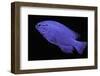 Chrysiptera Cyanea (Blue Damselfish, Blue Demoiselle, Blue Devil)-Paul Starosta-Framed Photographic Print