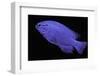 Chrysiptera Cyanea (Blue Damselfish, Blue Demoiselle, Blue Devil)-Paul Starosta-Framed Photographic Print