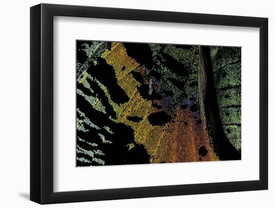 Chrysiridia Croesus (East African Sunset Moth) - Wing Detail-Paul Starosta-Framed Photographic Print