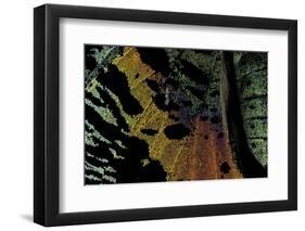 Chrysiridia Croesus (East African Sunset Moth) - Wing Detail-Paul Starosta-Framed Photographic Print