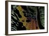 Chrysiridia Croesus (East African Sunset Moth) - Wing Detail-Paul Starosta-Framed Photographic Print