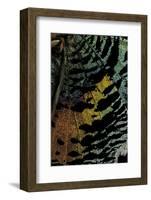 Chrysiridia Croesus (East African Sunset Moth) - Wing Detail-Paul Starosta-Framed Photographic Print