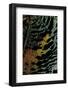 Chrysiridia Croesus (East African Sunset Moth) - Wing Detail-Paul Starosta-Framed Photographic Print