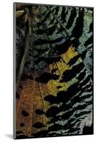 Chrysiridia Croesus (East African Sunset Moth) - Wing Detail-Paul Starosta-Mounted Photographic Print