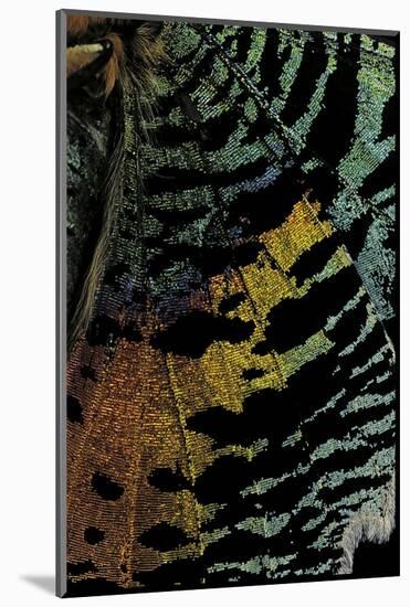 Chrysiridia Croesus (East African Sunset Moth) - Wing Detail-Paul Starosta-Mounted Photographic Print