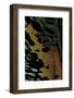 Chrysiridia Croesus (East African Sunset Moth) - Wing Detail-Paul Starosta-Framed Photographic Print