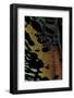 Chrysiridia Croesus (East African Sunset Moth) - Wing Detail-Paul Starosta-Framed Photographic Print