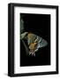 Chrysiridia Croesus (East African Sunset Moth)-Paul Starosta-Framed Photographic Print