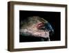 Chrysis Ignita (Common Cuckoo Wasp)-Paul Starosta-Framed Photographic Print