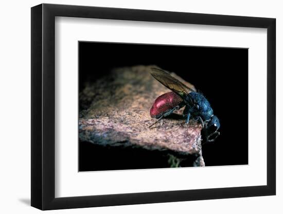 Chrysis Ignita (Common Cuckoo Wasp)-Paul Starosta-Framed Photographic Print