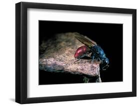 Chrysis Ignita (Common Cuckoo Wasp)-Paul Starosta-Framed Photographic Print
