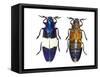 Chrysochroa Castelnaudi Castelnaudi from Malaysia-Darrell Gulin-Framed Stretched Canvas