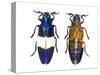 Chrysochroa Castelnaudi Castelnaudi from Malaysia-Darrell Gulin-Stretched Canvas