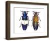 Chrysochroa Castelnaudi Castelnaudi from Malaysia-Darrell Gulin-Framed Photographic Print