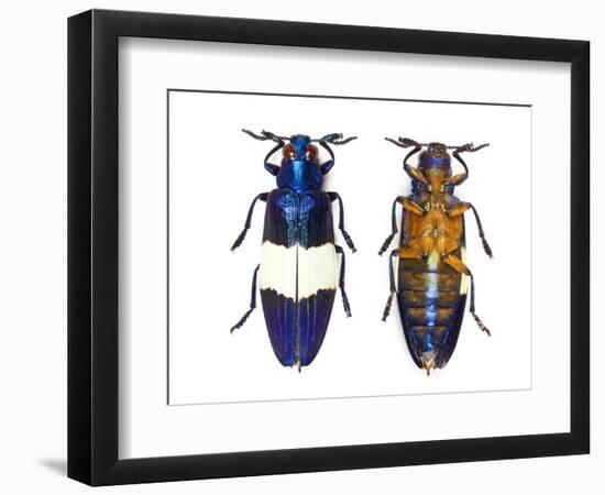 Chrysochroa Castelnaudi Castelnaudi from Malaysia-Darrell Gulin-Framed Photographic Print