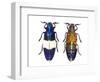 Chrysochroa Castelnaudi Castelnaudi from Malaysia-Darrell Gulin-Framed Photographic Print