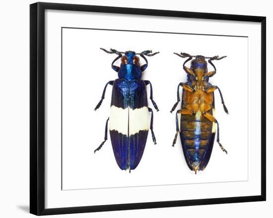 Chrysochroa Castelnaudi Castelnaudi from Malaysia-Darrell Gulin-Framed Photographic Print