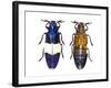 Chrysochroa Castelnaudi Castelnaudi from Malaysia-Darrell Gulin-Framed Photographic Print