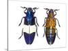 Chrysochroa Castelnaudi Castelnaudi from Malaysia-Darrell Gulin-Stretched Canvas