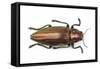 Chrysochroa Fulminans Nishiyanai View from Above-Darrell Gulin-Framed Stretched Canvas
