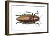 Chrysochroa Fulminans Nishiyanai View from Above-Darrell Gulin-Framed Photographic Print