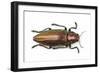 Chrysochroa Fulminans Nishiyanai View from Above-Darrell Gulin-Framed Photographic Print