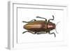 Chrysochroa Fulminans Nishiyanai View from Above-Darrell Gulin-Framed Photographic Print