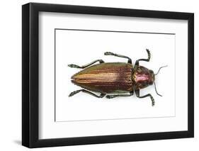 Chrysochroa Fulminans Nishiyanai View from Above-Darrell Gulin-Framed Photographic Print