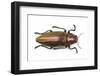 Chrysochroa Fulminans Nishiyanai View from Above-Darrell Gulin-Framed Photographic Print