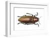 Chrysochroa Fulminans Nishiyanai View from Above-Darrell Gulin-Framed Photographic Print