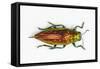 Chrysodema Smaragdula Overhead View of This Jewel Beetle-Darrell Gulin-Framed Stretched Canvas