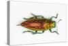 Chrysodema Smaragdula Overhead View of This Jewel Beetle-Darrell Gulin-Stretched Canvas