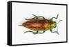 Chrysodema Smaragdula Overhead View of This Jewel Beetle-Darrell Gulin-Framed Stretched Canvas