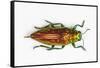 Chrysodema Smaragdula Overhead View of This Jewel Beetle-Darrell Gulin-Framed Stretched Canvas