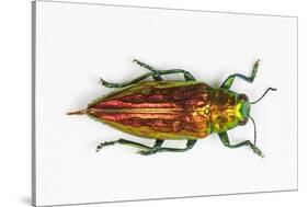 Chrysodema Smaragdula Overhead View of This Jewel Beetle-Darrell Gulin-Stretched Canvas