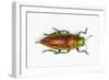 Chrysodema Smaragdula Overhead View of This Jewel Beetle-Darrell Gulin-Framed Photographic Print