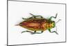 Chrysodema Smaragdula Overhead View of This Jewel Beetle-Darrell Gulin-Mounted Photographic Print