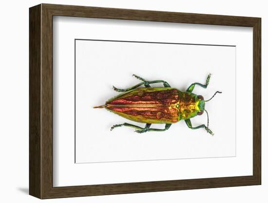 Chrysodema Smaragdula Overhead View of This Jewel Beetle-Darrell Gulin-Framed Photographic Print