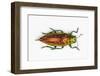 Chrysodema Smaragdula Overhead View of This Jewel Beetle-Darrell Gulin-Framed Photographic Print